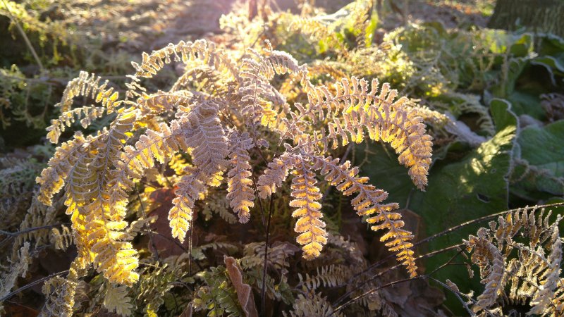 Adiantum pedatum 'Imbricatum' Tarha-adiantumi